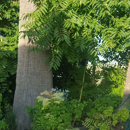 Lägenhet Estudio En Teulada